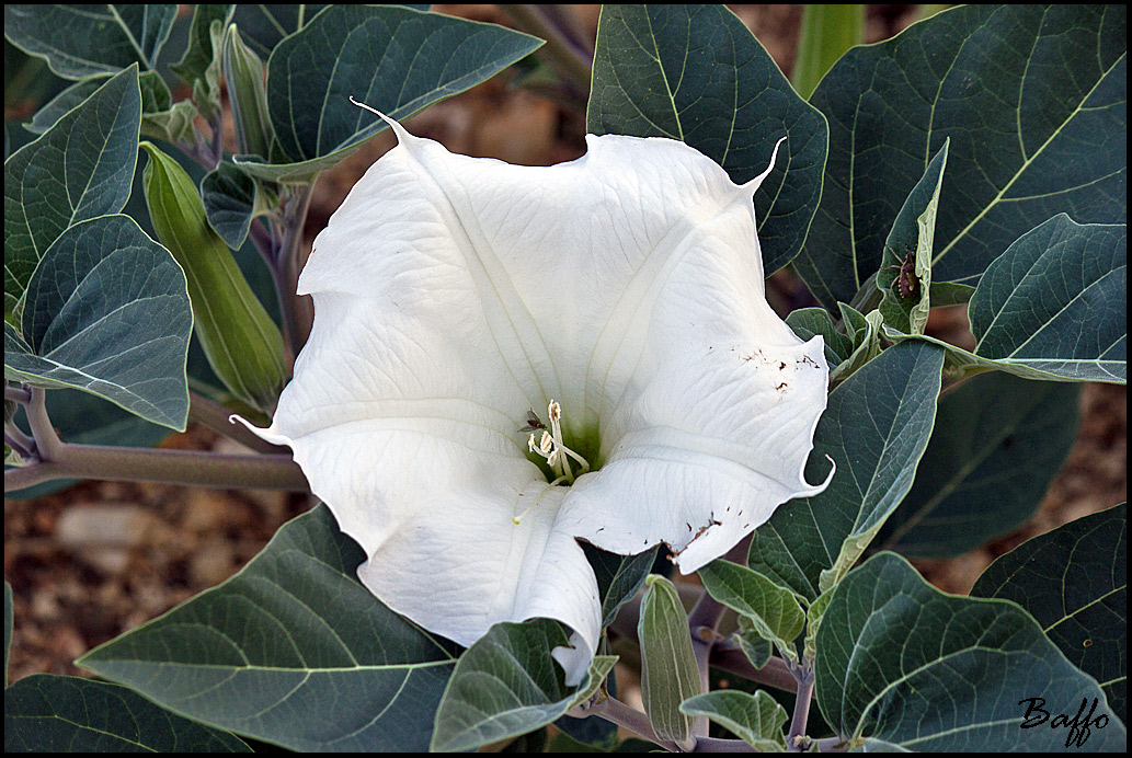 Datura inoxia